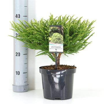 Cryptomeria japonica 'Little Champion'