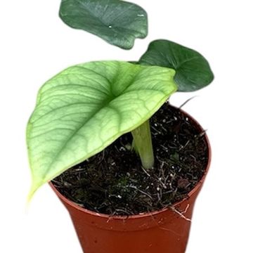 Alocasia 'Platinum'