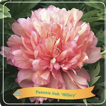 Paeonia 'Hillary'