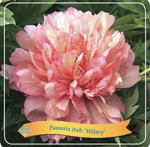 Paeonia 'Hillary'