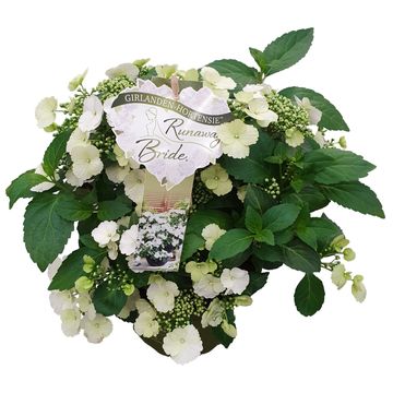 Hydrangea RUNAWAY BRIDE