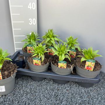 Fritillaria imperialis 'Rubra'