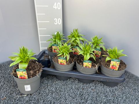 Fritillaria imperialis 'Rubra'