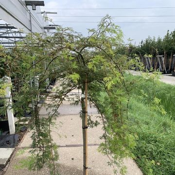 Acer palmatum 'Dissectum'