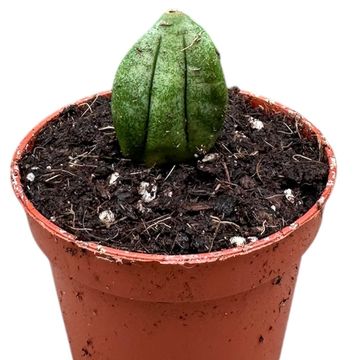 Sansevieria 'Pyramid'