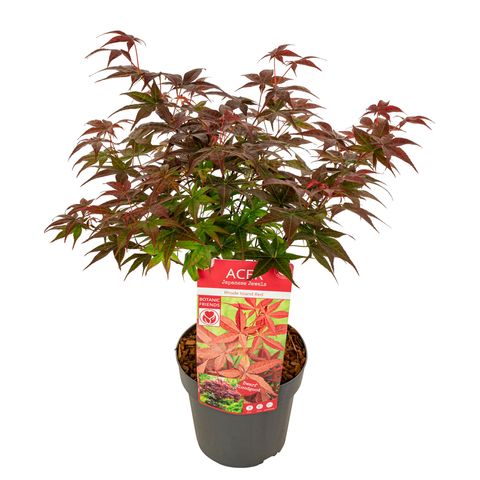 Acer palmatum 'Rhode Island Red'