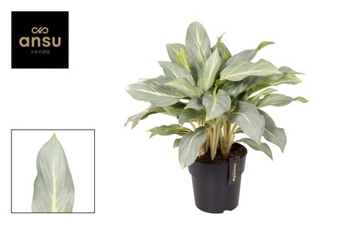 Aglaonema 'Aqua Green'