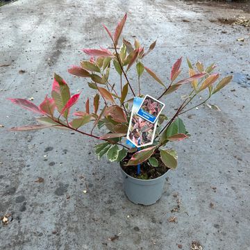 Photinia x fraseri LOUISE