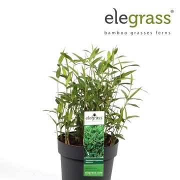 Pleioblastus pygmaeus distichus