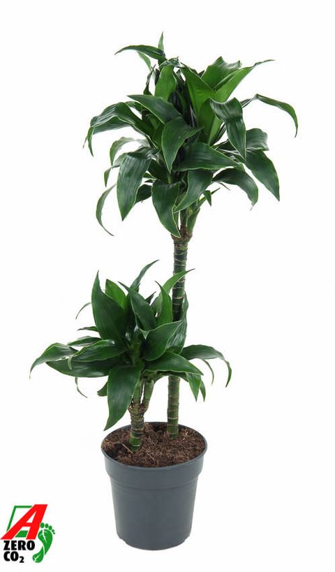 Dracaena fragrans 'Tatuada'