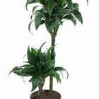 Dracaena fragrans 'Tatuada'