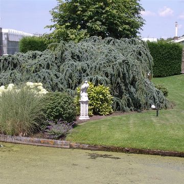 Cedrus libani 'Glauca Pendula'