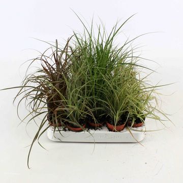 Carex MIX