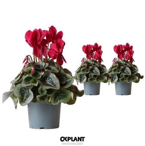 Cyclamen persicum SUPER SERIE S REMBRANDT RED