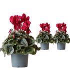 Cyclamen persicum SUPER SERIE S REMBRANDT RED