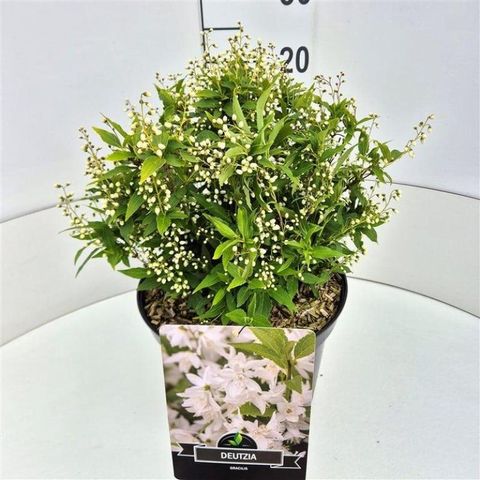 Deutzia gracilis