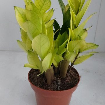 Zamioculcas zamiifolia 'Chameleon'