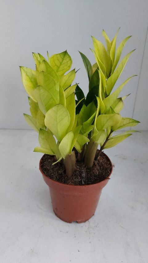 Zamioculcas zamiifolia 'Chameleon'