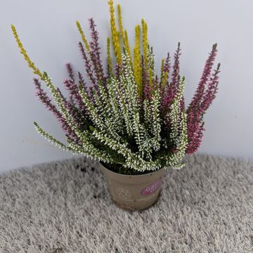 Calluna vulgaris GARDEN GIRLS MIX IN POT