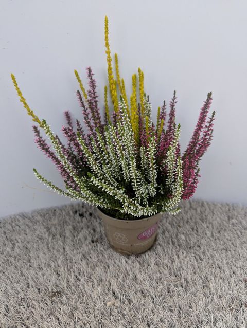 Calluna vulgaris GARDEN GIRLS MIX IN POT