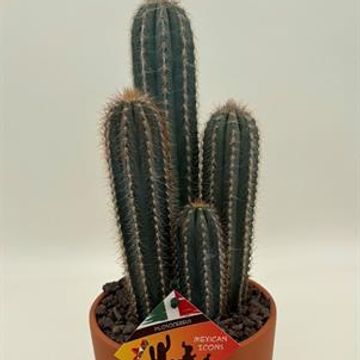 Pilosocereus odilensis