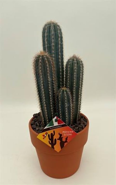 Pilosocereus odilensis