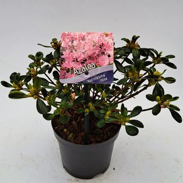 Rhododendron 'Kermesina Rosé' (AJ)