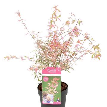 Acer palmatum 'Marlo'