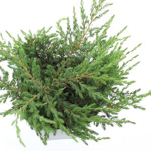 Juniperus communis 'Repanda' (Koekoek Potcultures, de)