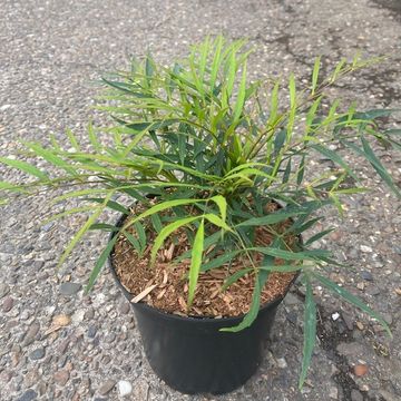 Mahonia eurybracteata 'Soft Caress'