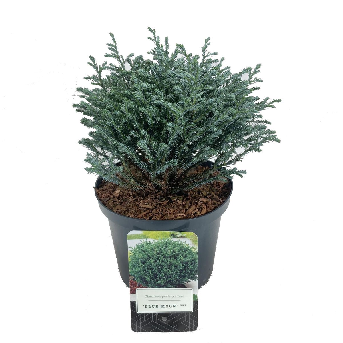 Chamaecyparis pisifera 'Blue Moon' — Plant Wholesale FlorAccess