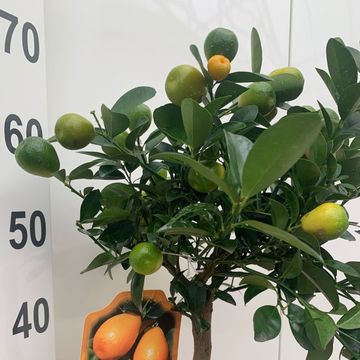 Citrus obovata