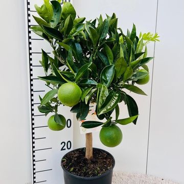 Citrus sinensis 'Arancio'