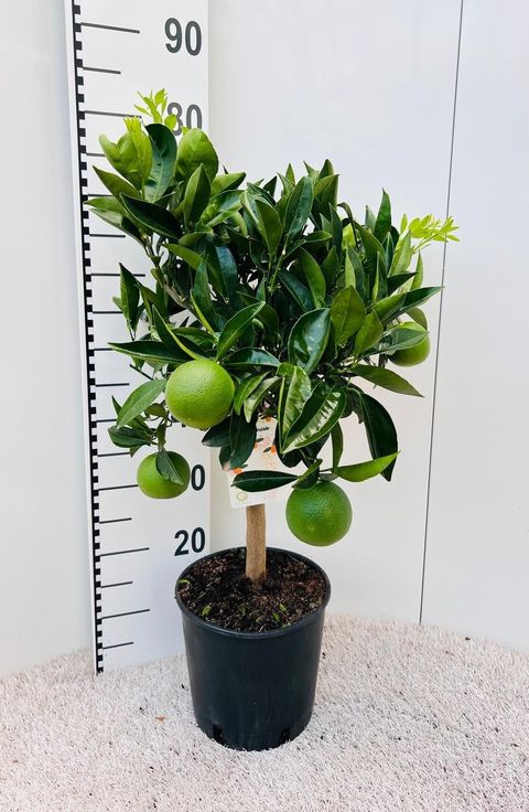 Citrus sinensis 'Arancio'