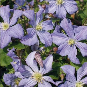 Clematis 'Принц Чарльз' (LL)