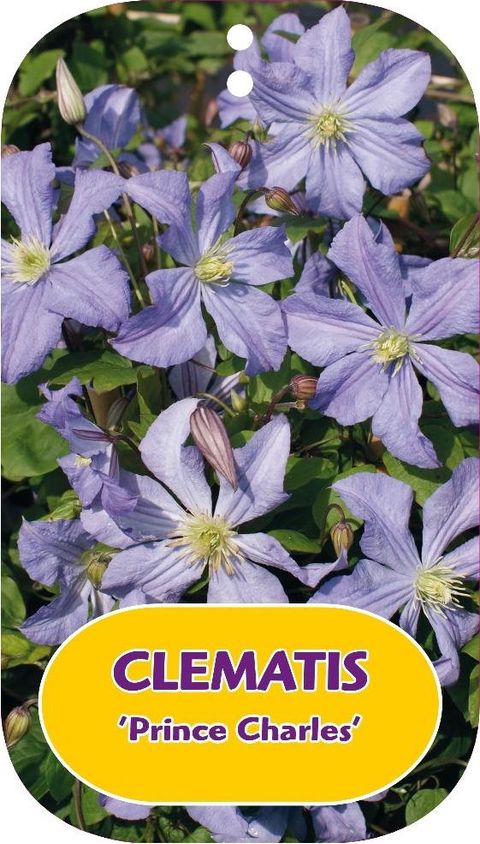 Clematis 'Prince Charles' (LL)