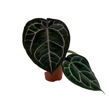 Anthurium 'Red Crystallinum'