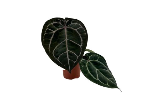 Anthurium 'Red Crystallinum'