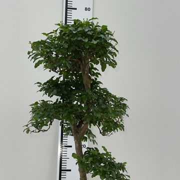 Ligustrum sinense