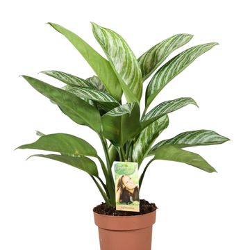 Aglaonema 'Silver Stripe'