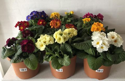 Primula x polyantha SUPERNOVA MIX — Plant Wholesale FlorAccess