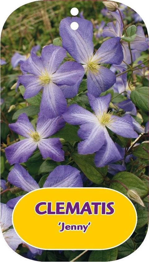 Clematis 'Jenny'