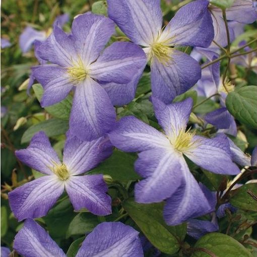 Clematis 'Jenny'