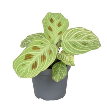Calathea 'Golden Veins'