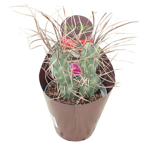 Tephrocactus aoracanthus