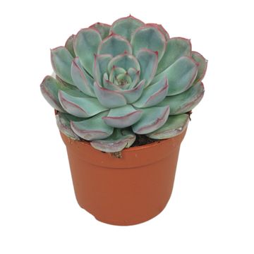 Echeveria 'Hercules'