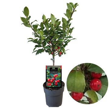Ilex x meserveae 'Blue Maid'