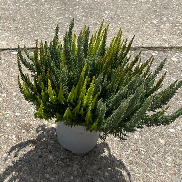 Calluna vulgaris SKYLINE MIX