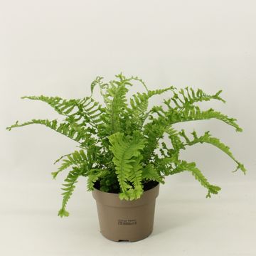 Dryopteris filix-mas 'The King'