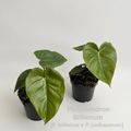 Philodendron 'Billienum'